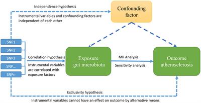 Two-sample Mendelian randomization to study the causal association between gut microbiota and atherosclerosis